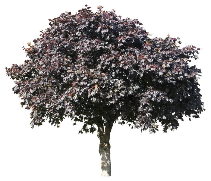 高清树木素材 免抠PSD植物素材 美术绘画园林贴图 树草灌木花草