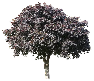 高清树木素材 免抠PSD植物素材 美术绘画园林贴图 树草灌木花草