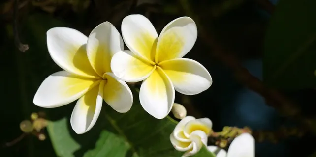 黄色鸡蛋花写真图片 黄色鸡蛋花写真图片