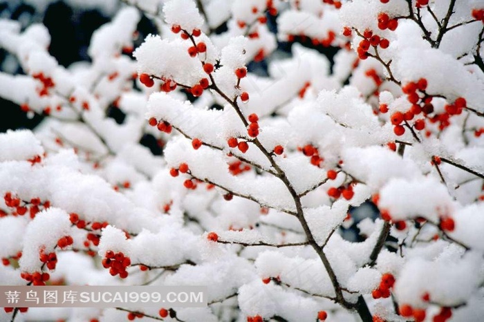 冬天树枝高清摄影