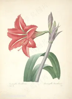 雷杜德高清唯美百合植物手绘插画图片 雷杜德高清唯美百合植物手绘插画图片