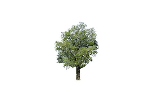 树免抠素材 树免抠素材