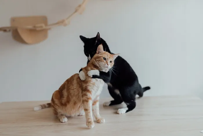 可爱猫咪猫猫摄影素材