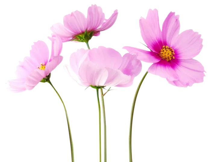 鲜花花朵粉红色