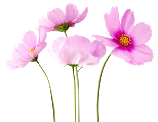 鲜花花朵粉红色