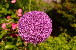 紫色洋葱花花球图片