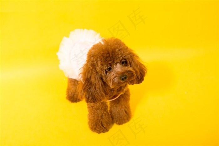 泰迪犬图片素材