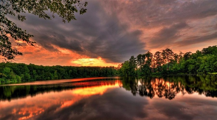 夕阳下的树林风景图片