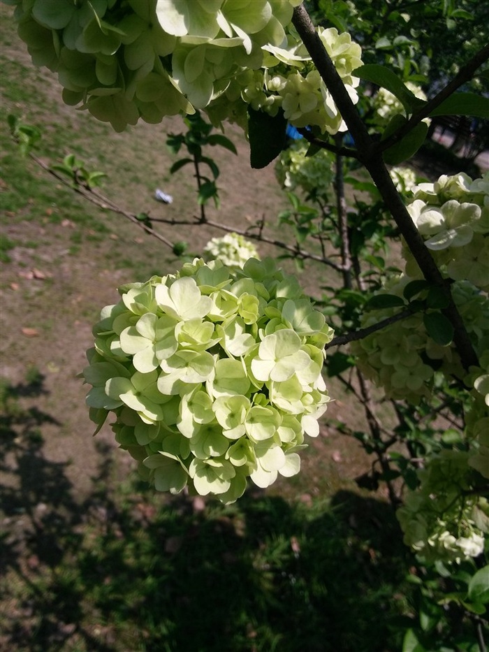 绣球花高清特写