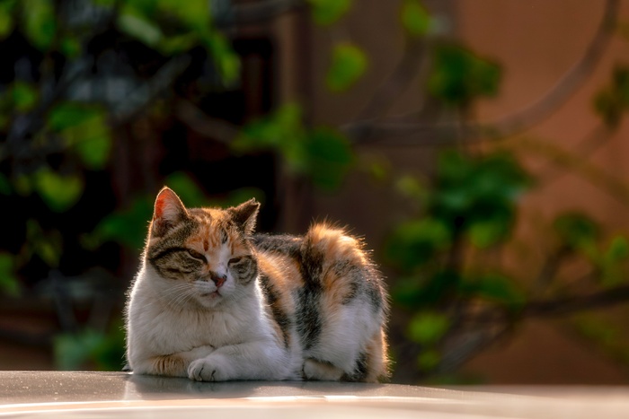 可爱猫咪猫猫摄影素材
