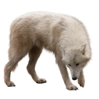 野狼雪狼孤狼动物免抠