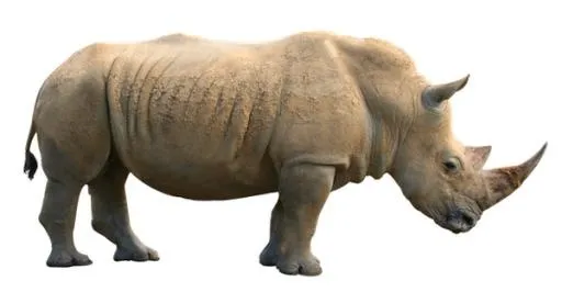 犀牛 PNG免抠(600x312)