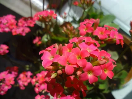迎春花图片 迎春花图片