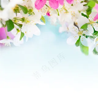 清新唯美白色花朵高清图片 清新唯美白色花朵高清图片