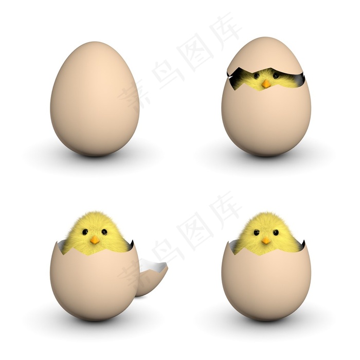 鸡蛋和破壳而出的小鸡高清图片