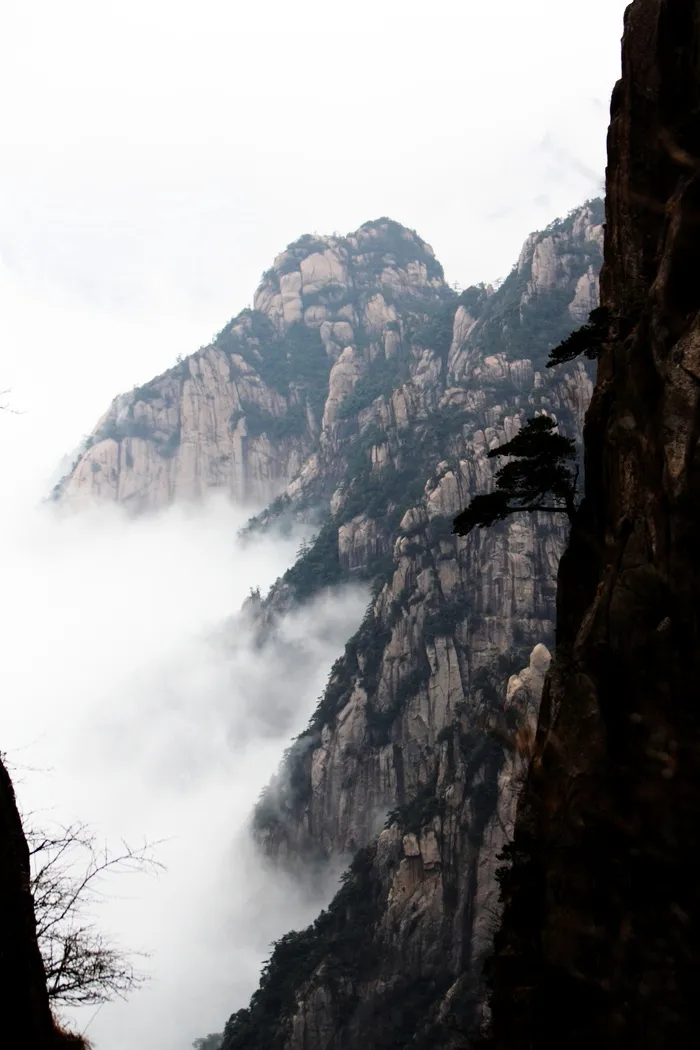 安徽黄山奇松风景图片-第9张