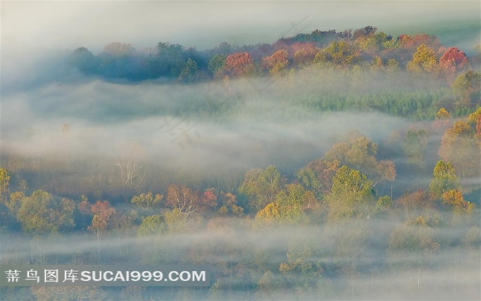云雾缭绕中的树林