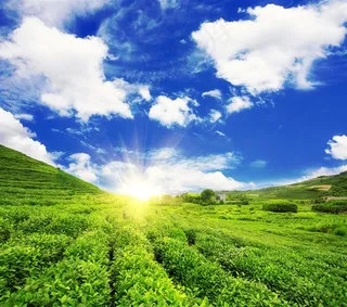 田园风光之花园