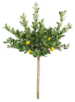 树木树枝树叶免扣素材