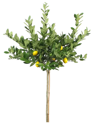 树木树枝树叶免扣素材