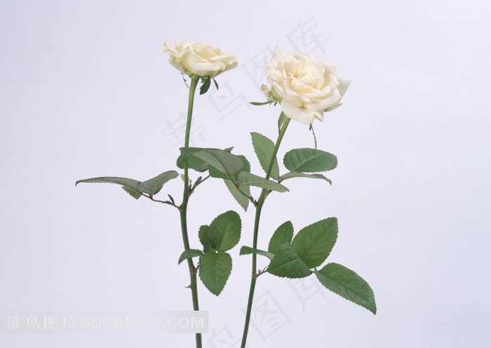 白色玫瑰素材