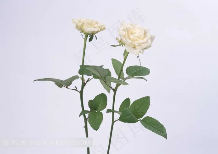 白色玫瑰素材