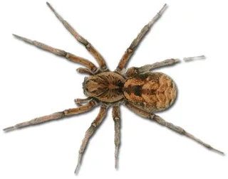 蜘蛛PNG图像免抠