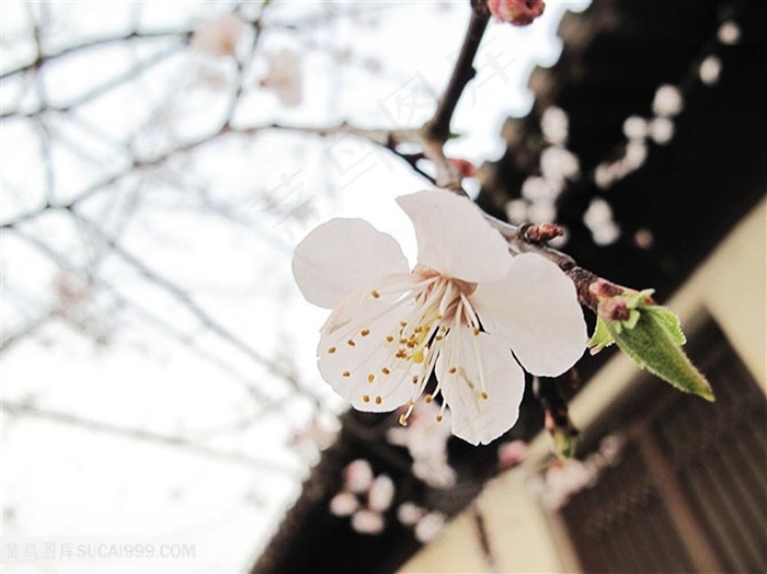 高清洁白桃花鲜花摄影图片