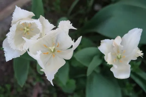 白色郁金香鲜花图片 白色郁金香鲜花图片
