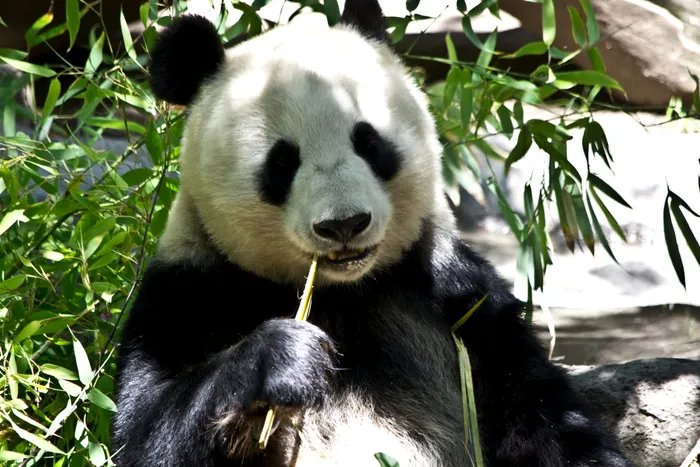 高清大熊猫图片