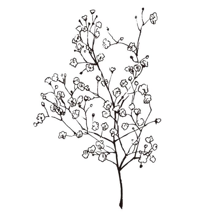线条草本花卉手绘植物-水香花菜