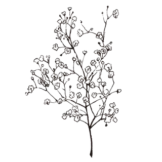 线条草本花卉手绘植物-水香花菜