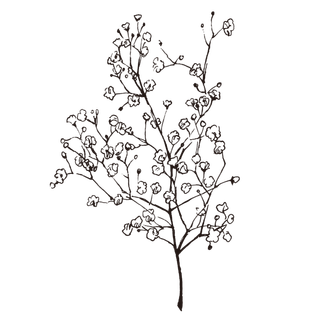 线条草本花卉手绘植物-水香花菜