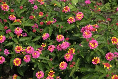 马缨丹花丛图片