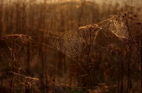 树林里面的蜘蛛结网