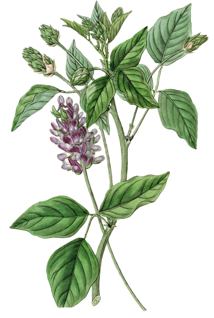 复古手绘植物花卉玫瑰花PNG免扣图案高清图片PS设计素材图