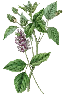 复古手绘植物花卉玫瑰花PNG免扣图案高清图片PS设计素材图