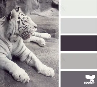 动物配色色卡色彩搭配