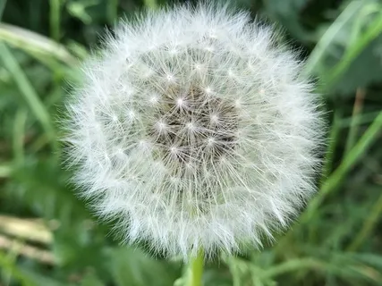 蒲公英花摄影高清图片 蒲公英花摄影高清图片