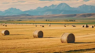秋天的田地里的堆满了草垛摄影图