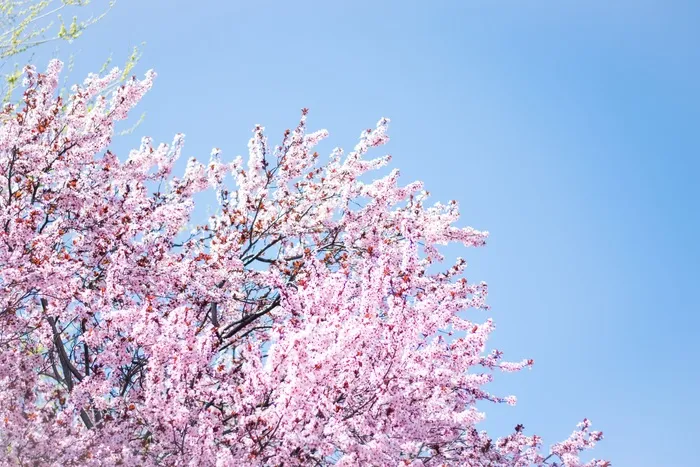 桃花立春春天背景花图片