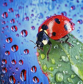 玻璃雨水下的绿叶昆虫七星瓢虫，彩色植物摄影图