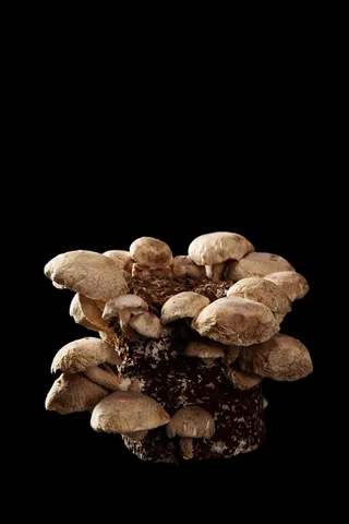 火锅菜品配菜香菇蘑菇杂菌菌类