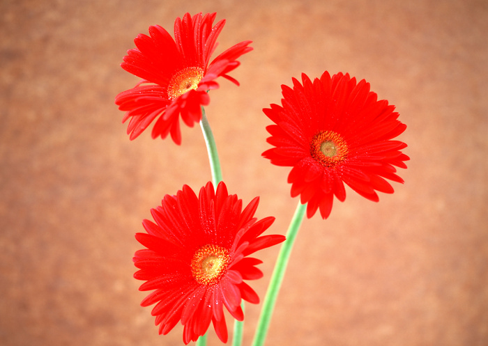 群芳三朵红花