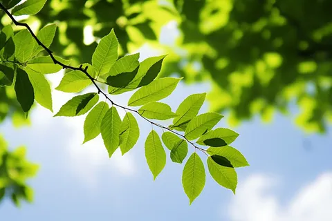 蓝天白云阳光下的绿叶植物树枝摄影图 蓝天白云阳光下的绿叶植物树枝摄影图