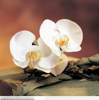 两朵白色花朵图片素材