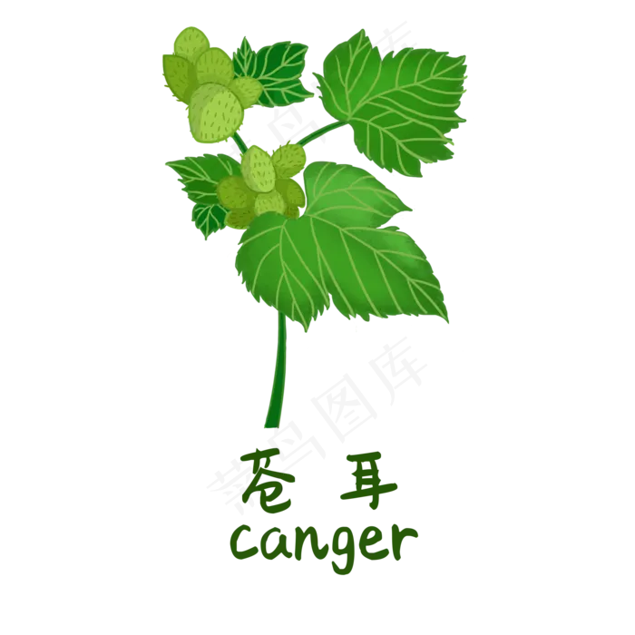 手绘草本中药药材苍耳