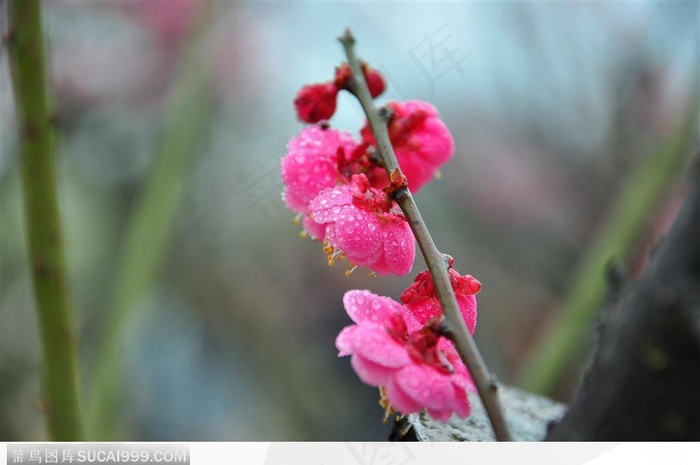 梅花物语-鲜艳的红色梅花背面