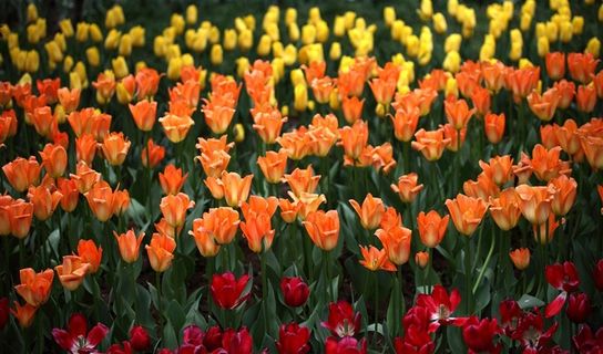 唯美郁金香花卉高清图 唯美郁金香花卉高清图