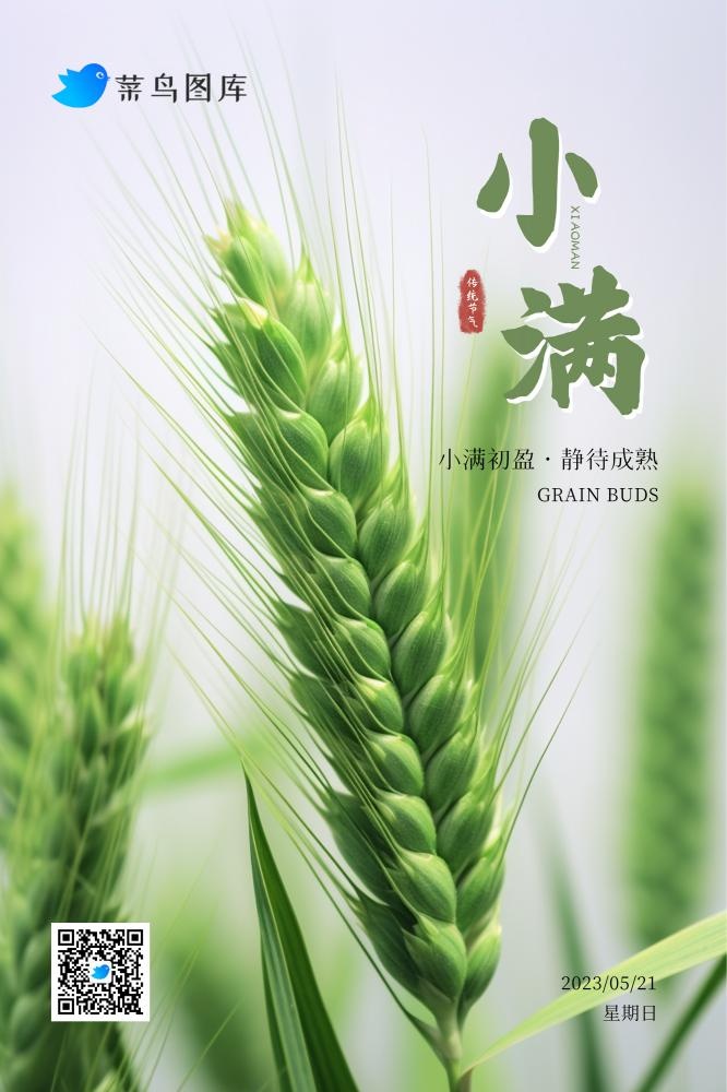 小满节气绿色小麦清新简约海报